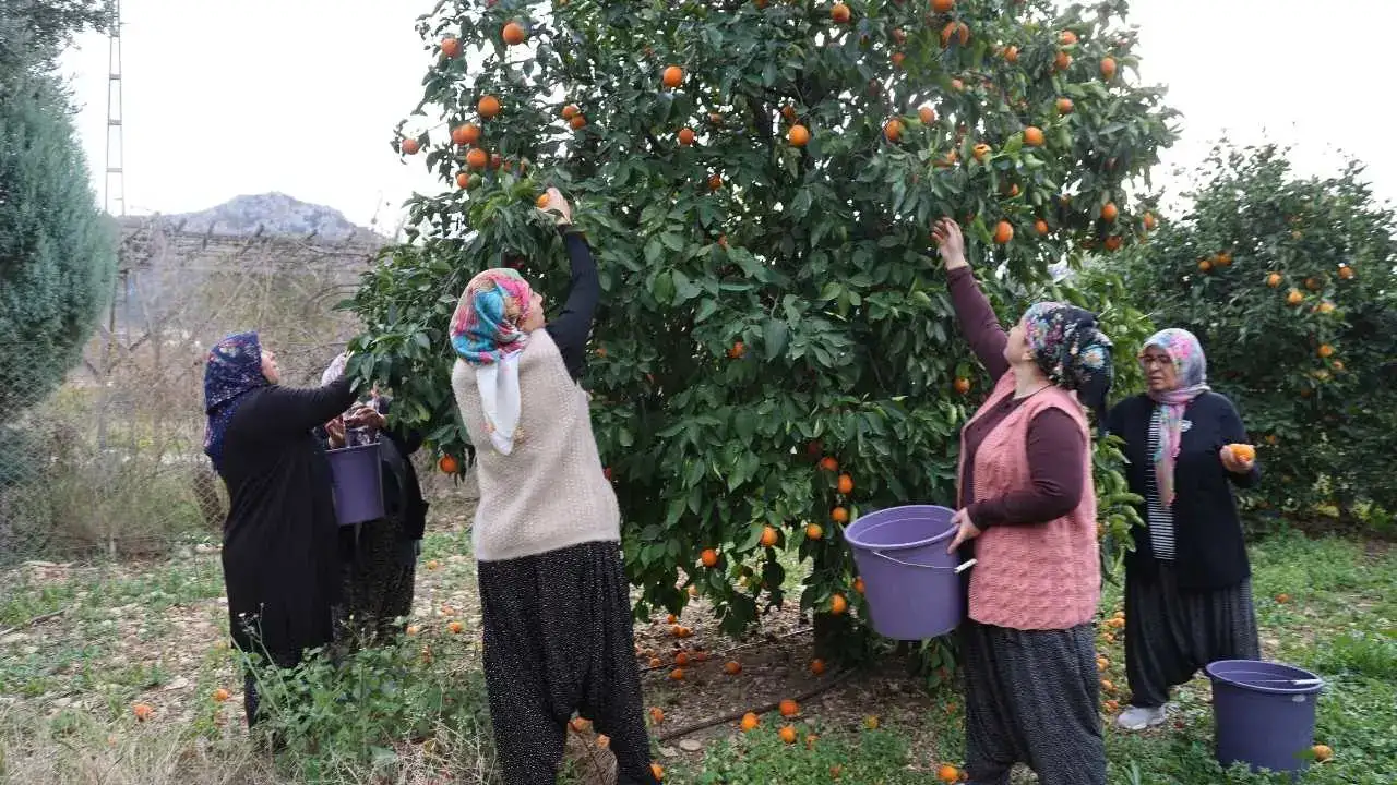Adanalı Kadınlardan Turunç Mucizesi: Dalında Kalınca Servete Dönüştürdüler! 5
